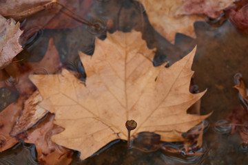 tree leaves