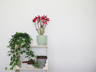 Potted plants on white wall