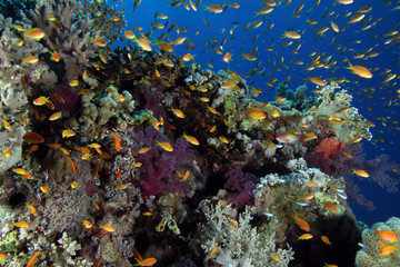 Fototapeta na wymiar Coral Reef Saudi Arabia