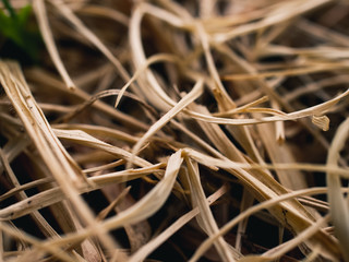 Dry grass