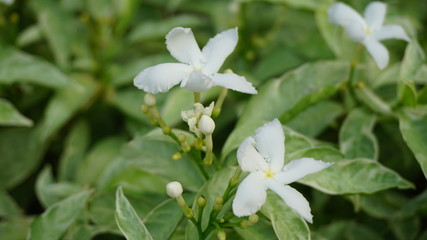 white flower in garden