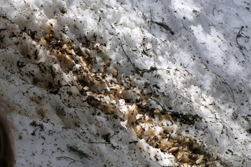 this is the droppings at the capercaillie or wood grouse in the courtship