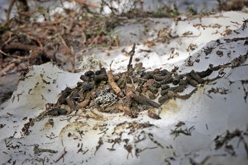 this is the droppings at the capercaillie or wood grouse in the courtship