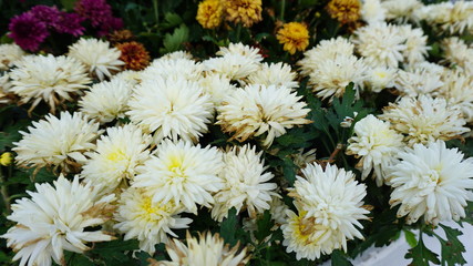 bouquet of flowers
