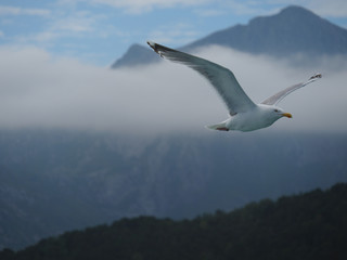 Sea Gull Norway