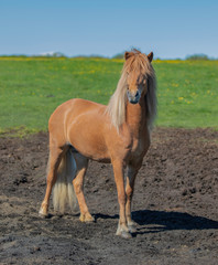Beautiful Icelandic horse in the field