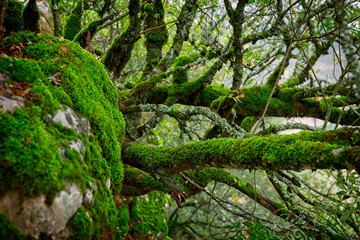Mossy trees and rocks in a national park in Spain
