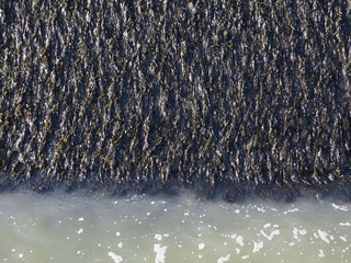 seaweed growing on the quay wall at the beach of Ostend