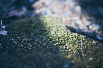 Beautiful green moss with bokeh