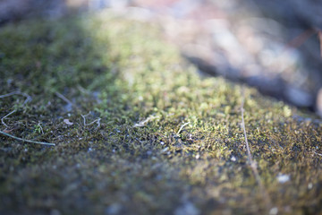 Beautiful green moss with bokeh