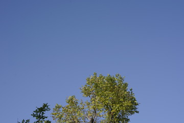 tree and blue sky
