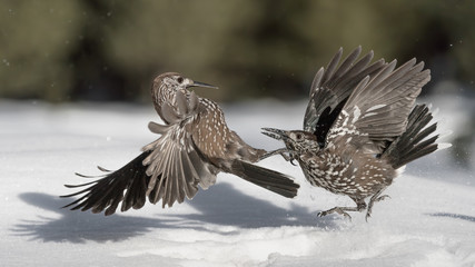 Amazing battle betwwen Nutcracker on snow (Nucifraga caryocatactes)