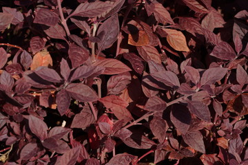 autumn red leaves background