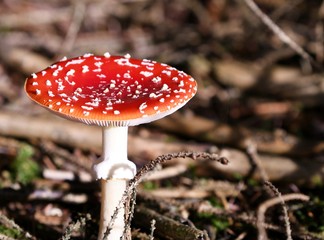 red fly agaric mushroom