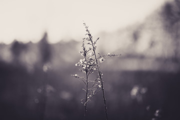 Beautiful tall plant with bokeh in black and white