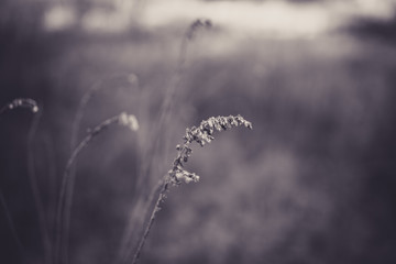 Beautiful tall plant with bokeh in black and white