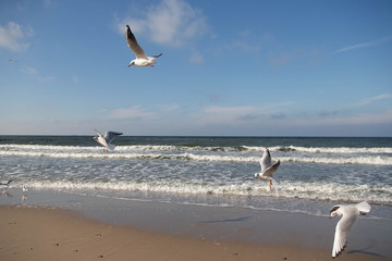 flock of flying seagulls close-up on the coast of the Baltic Sea in autumn windy sunny day