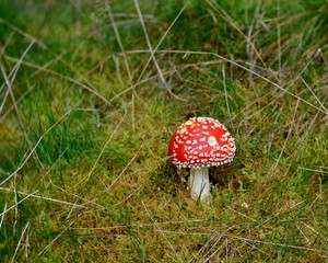 red fly agaric mushroom