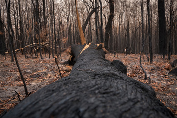 Australian bushfire,