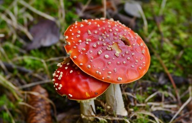 fly agaric in the forest