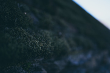 Beautiful green moss on roof tiles with bokeh