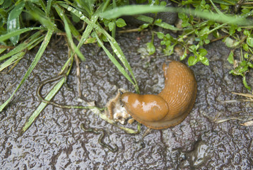 Orange naked snail in rainy day, Romania