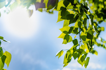 Green poplar leaves on a background of blue sky and sun. Sunny soft light through the green foliage...