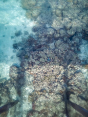 view of a coral reef at low tide, during day light in a sunny day.