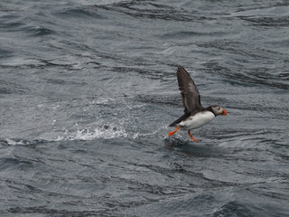 Obraz premium Puffin