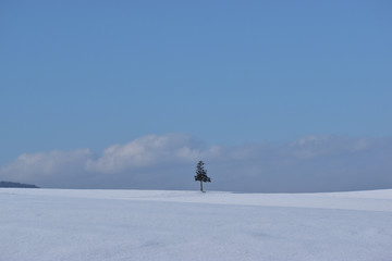 Fototapeta na wymiar 美瑛　冬の青空と一本木