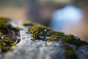 Beautiful green moss with bokeh