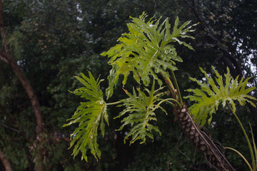 Beautiful tree with large green leaves and bokeh