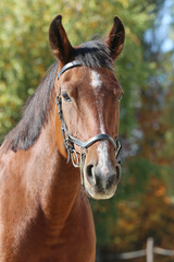 Naklejka premium Detail of a saddle horse head closeup portrait in a landscape