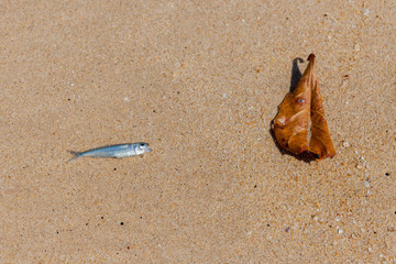 Dead smal fish on the beach sand in Thailand.