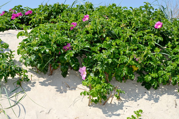 Wild rose bushes that grow on a sand dune near the sea.