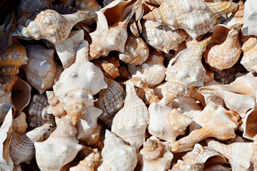 Bright seashell background.