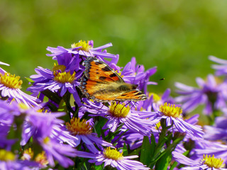 butterfly on purple flowers