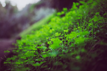 Beautiful green clovers with bokeh