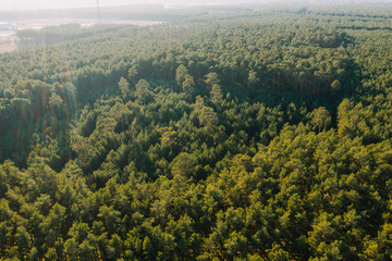 Aerial View photo of Forest Nature Trees