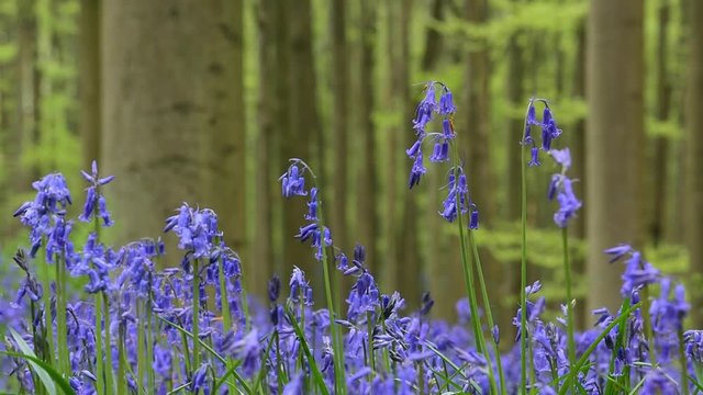 Beech forest with bluebells (Endymion nonscriptus) flowering in spring