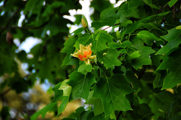 Flowers of Liriodendron tree at Boboli Garden in Florence. Italy