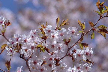 pink flowers on a Sakura branch in spring in bright sunlight on a blurred background of pink flowers and blue sky in the Japanese garden in the Moscow Botanical garden