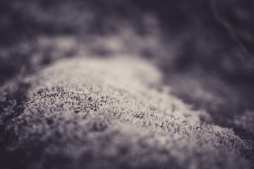 Beautiful moss with bokeh in black and white