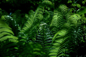 green fern leaves in the forest under the sun with contrasting shadows
