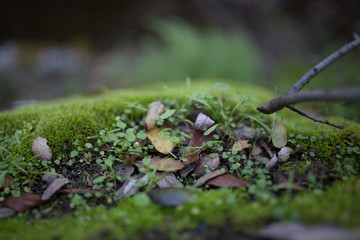 Beautiful green moss with bokeh