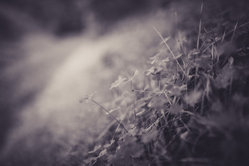 Beautiful clovers in black and white with bokeh