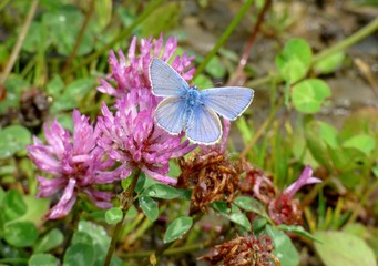blue butterfly on pink clover