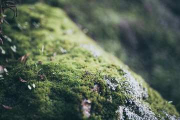 Beautiful green moss with bokeh