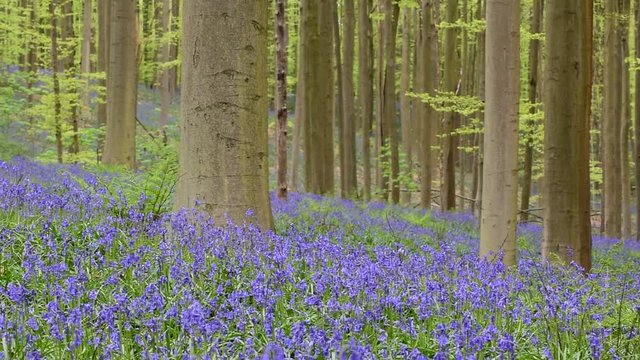 Walkers in beech forest with bluebells in flower in spring