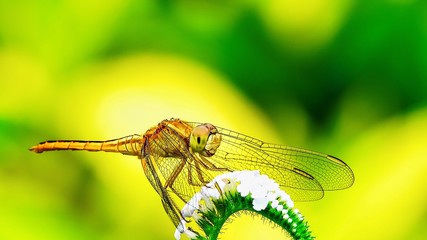 Natural macro dragonfly in the meadow nature yellow green backgound.